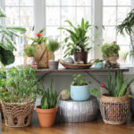 Crazy Plant Lady Sunroom kellyelko.com #plants #houseplants #plantlady #bohodecor #vintagedecor #sunroomdecor #kellyelko