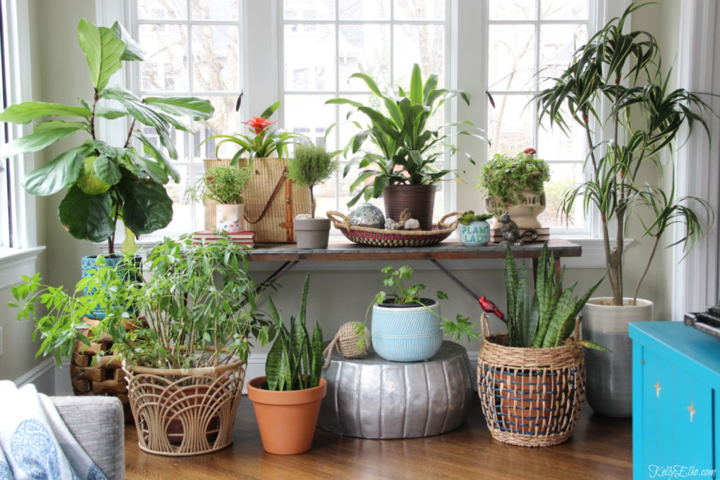 Love this houseplant display in this light and bright sunroom kellyelko.com #plants #houseplants #sunroom #jungalow #jungalowstyle #bohostyle #bohodecor #interiordesign #planters #vintagedecor #plantlady #eclecticdecor #kellyelko 