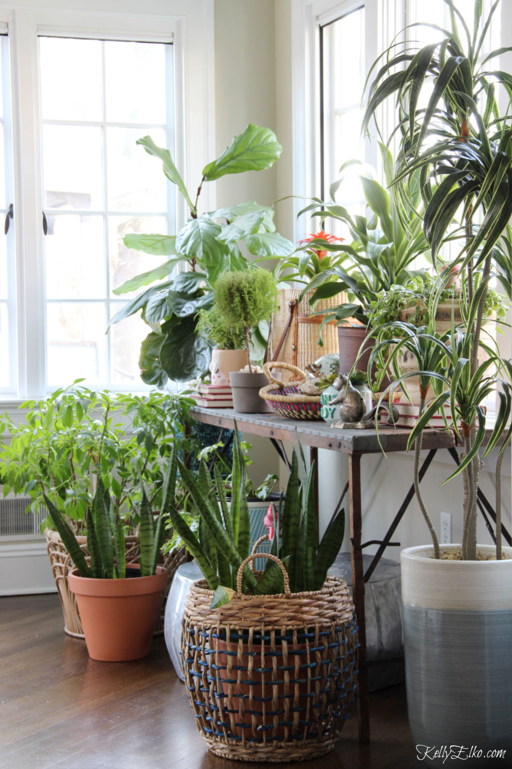 Beautiful sunroom filled with a variety of sun loving plants kellyelko.com #plants #houseplants #sunroom #jungalow #jungalowstyle #bohostyle #bohodecor #interiordesign #planters #vintagedecor #plantlady #eclecticdecor #kellyelko