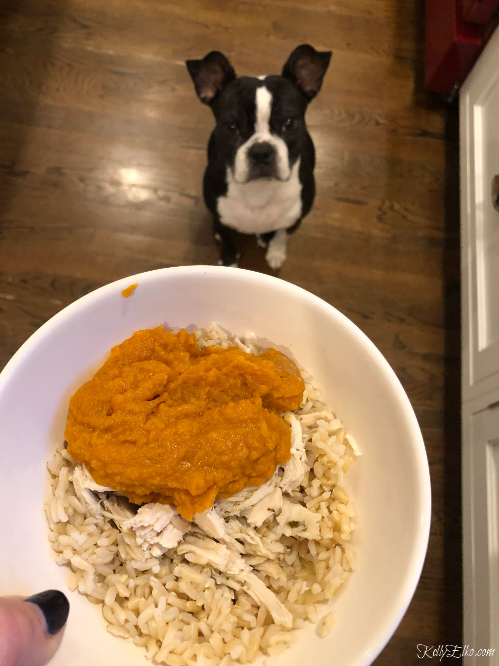 Pumpkin puree has lots of fiber for your dog kellyelko.com #dogs #dogfood #bostonterrier