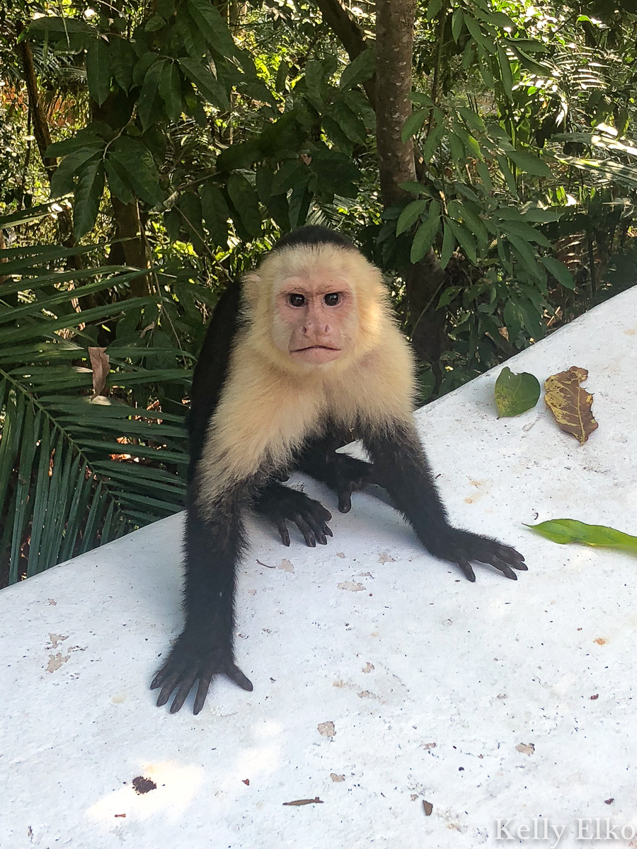 Costa Rica villa rental Manual Antonio kellyelko.com #costarica #vacation #travel #monkey #travelblog #travelblogger #manualantonio #villa #beachvacation