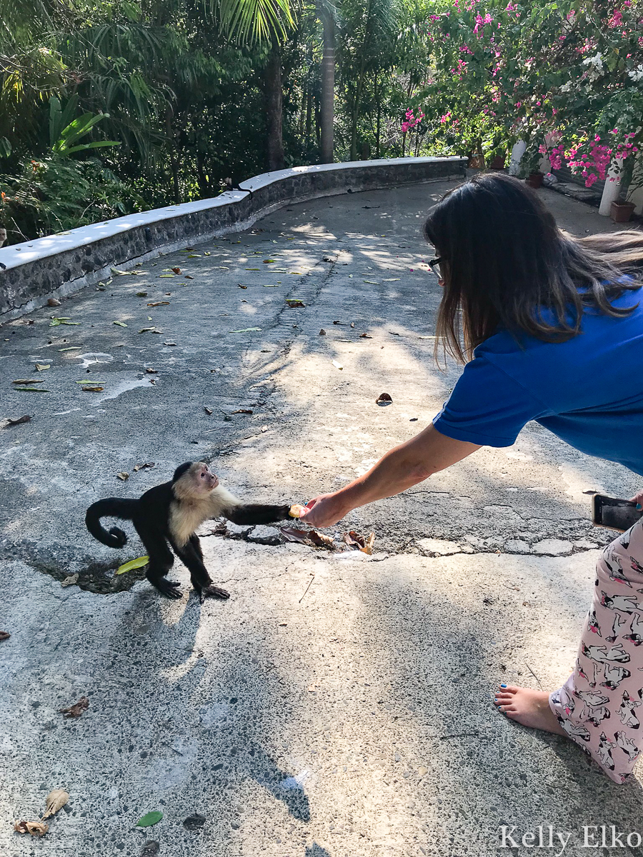 Feed monkeys on the property of this villa in Costa Rica! kellyelko.com #monkeys #costarica #vacation #capucianmonkey #whitefacedmonkey #travel #travelblog #travelblogger 