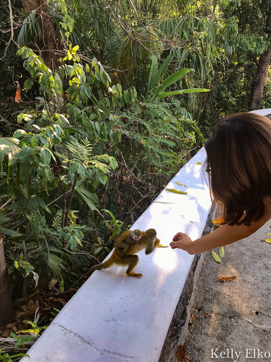 Feed monkeys on the property of this villa in Costa Rica! kellyelko.com #monkeys #costarica #vacation #spidermonkey #travel #travelblog #travelblogger 