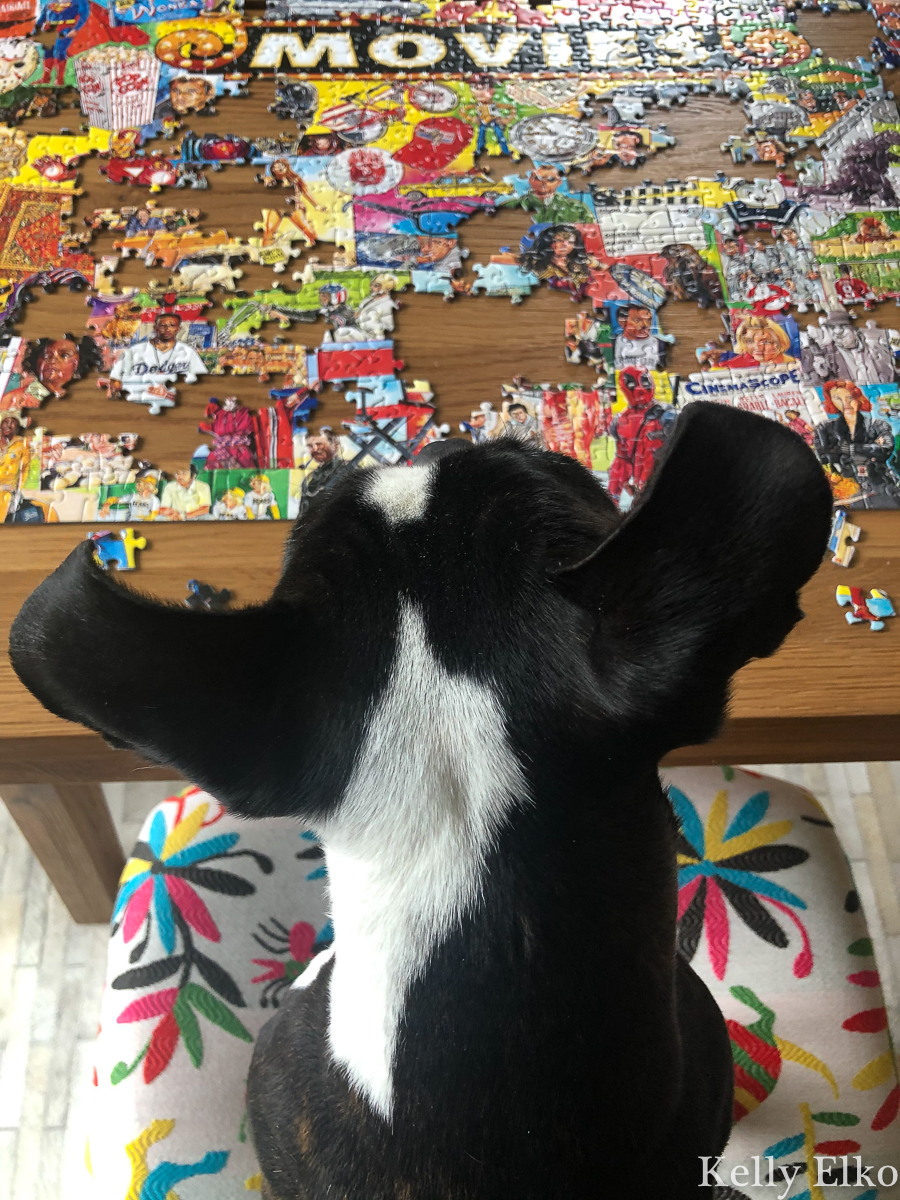 Puzzles are the perfect solution to combat boredom kellyelko.com #puzzles #bostonterrier #games 