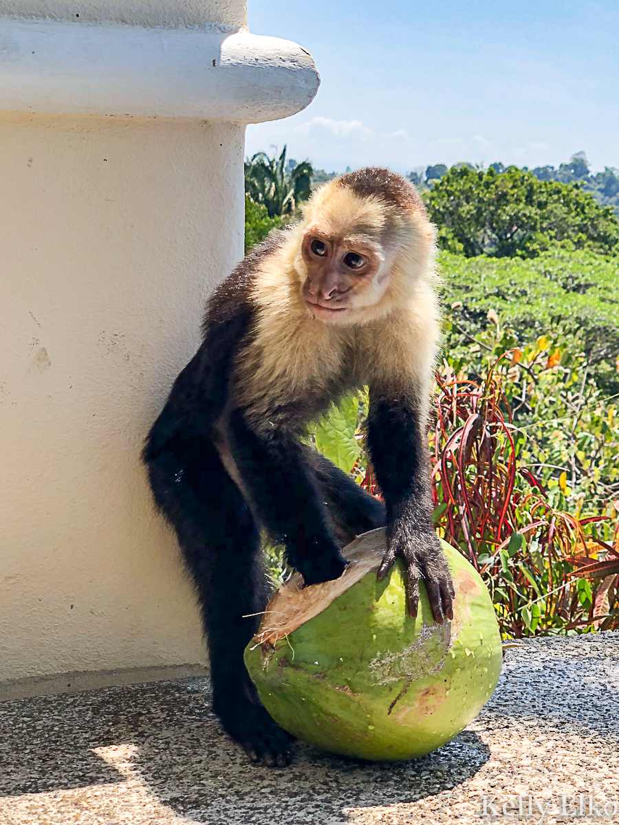 Feed monkeys on the property of this villa in Costa Rica! kellyelko.com #monkeys #costarica #vacation #capucianmonkey #whitefacedmonkey #travel #travelblog #travelblogger 