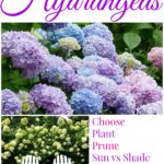 Hydrangeas 101 - the complete guide! kellyelko.com #hydrangeas #perennials #gardening #gardeningtips #gardener #flowers #plants #kellyelko