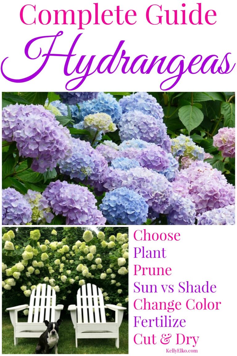 Hydrangeas 101 - the complete guide! kellyelko.com #hydrangeas #perennials #gardening #gardeningtips #gardener #flowers #plants #kellyelko