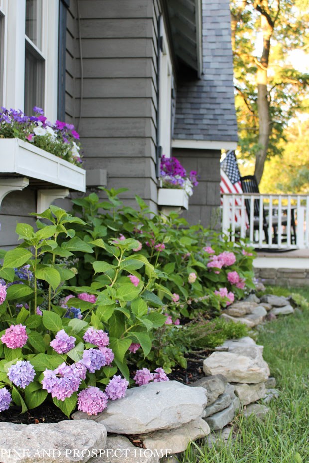 Hydrangeas and window boxes add curb appeal to this charming 1930's cottage #cottage #curbappeal #hydrangeas #perennials #windowbox #landscaping #gardening #gardener 