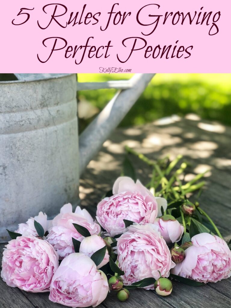5 Rules for Growing Perfect Peonies and Peony Overload! Kelly Elko