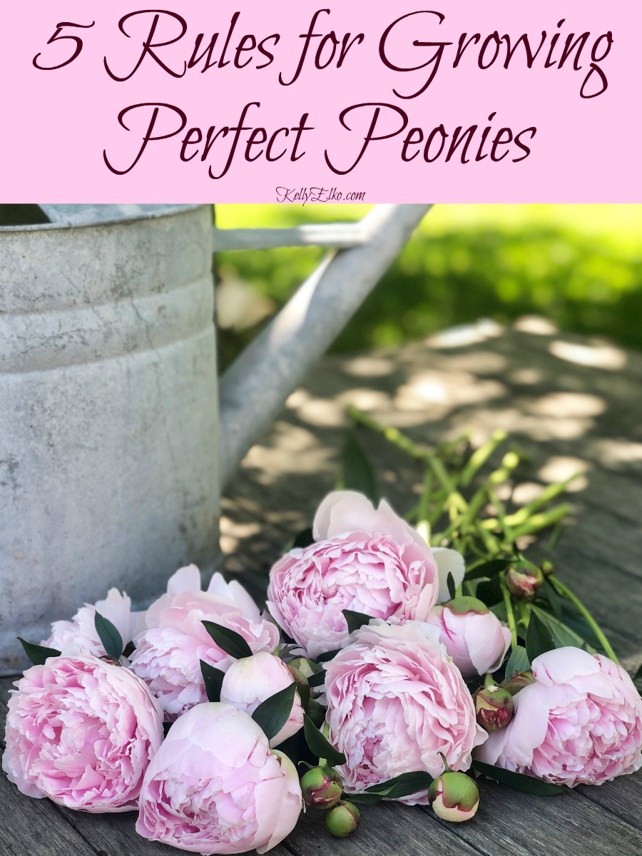 Tips for Growing Peonies kellyelko.com #peonies #peony #gardening #gardeningtips #perennials #gardening #gardeners #pinkflowers #bouquet #farmhousedecor 
