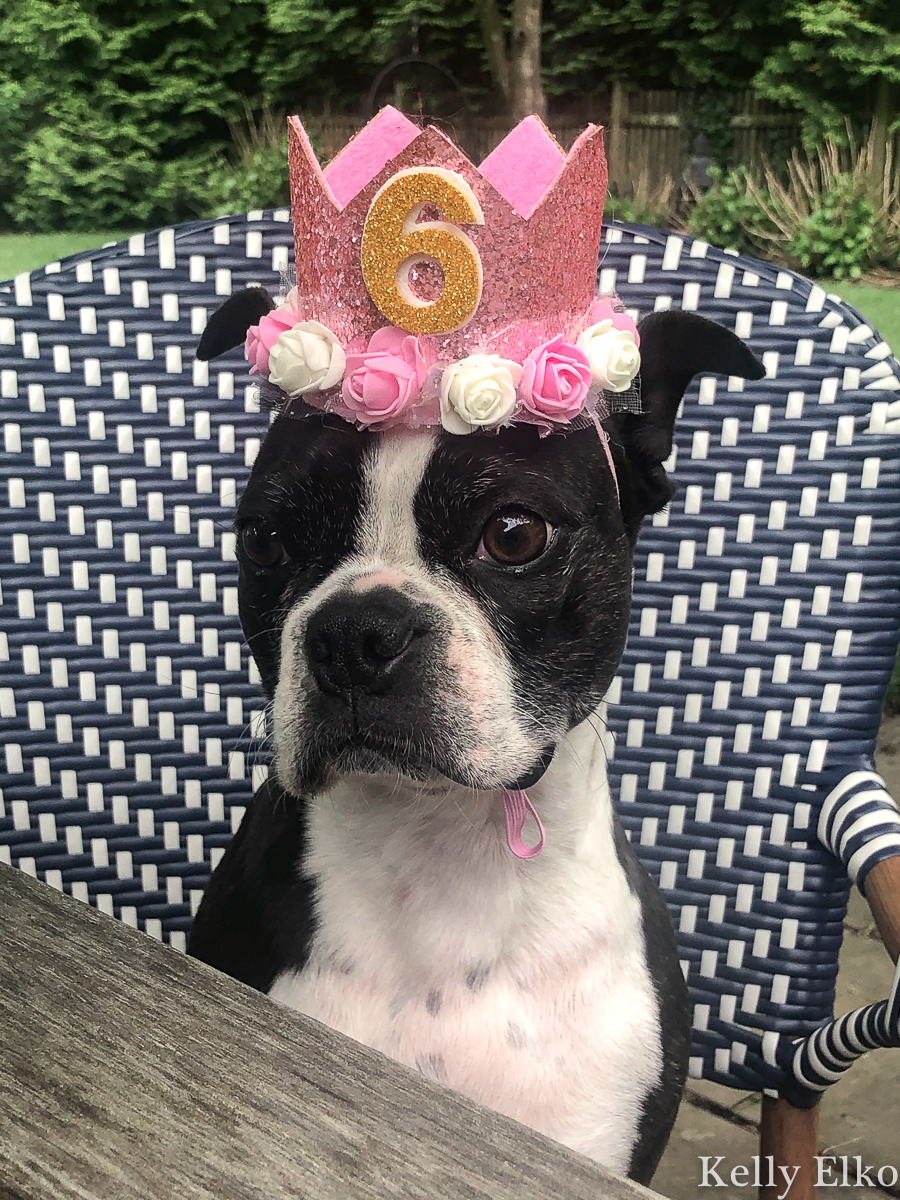 Every dog deserves a birthday crown! kellyelko.com #bostonterrier #birthdayparty #petparty #dogparty #dogcostume #petclothes #dogclothes