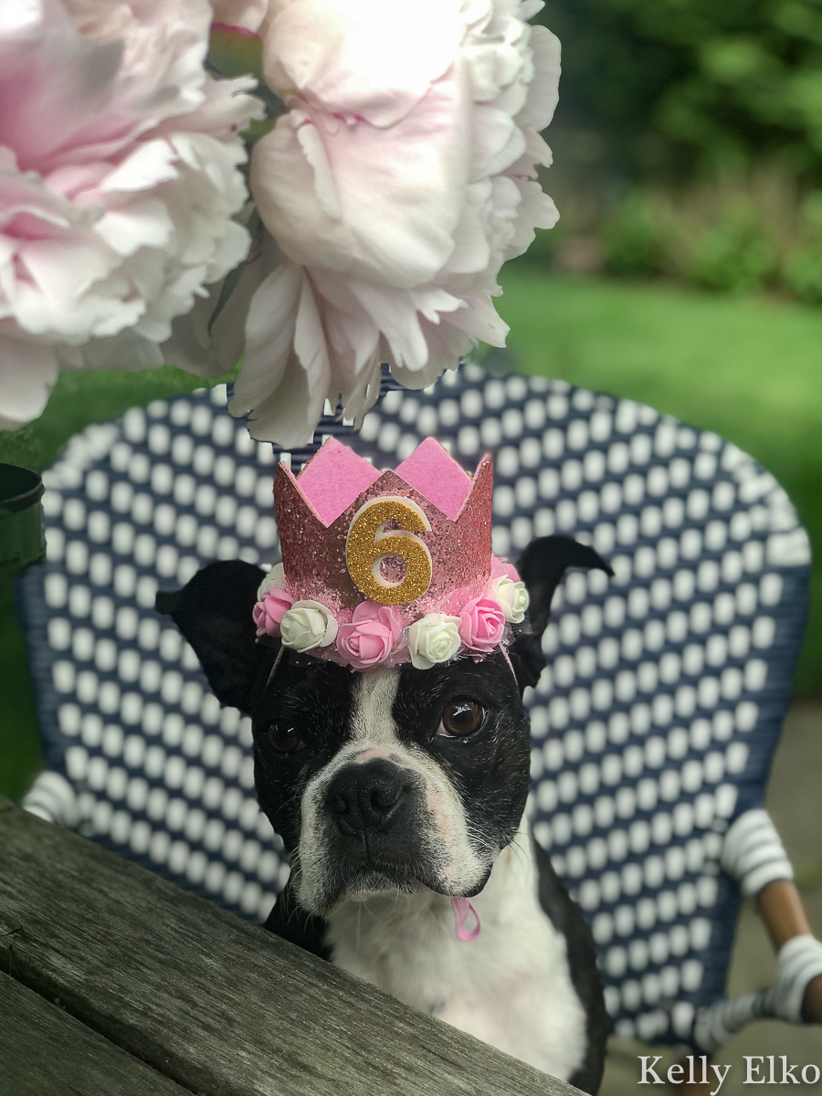 Every dog deserves a birthday crown! kellyelko.com #bostonterrier #birthdayparty #petparty #dogparty #dogcostume #petclothes #dogclothes