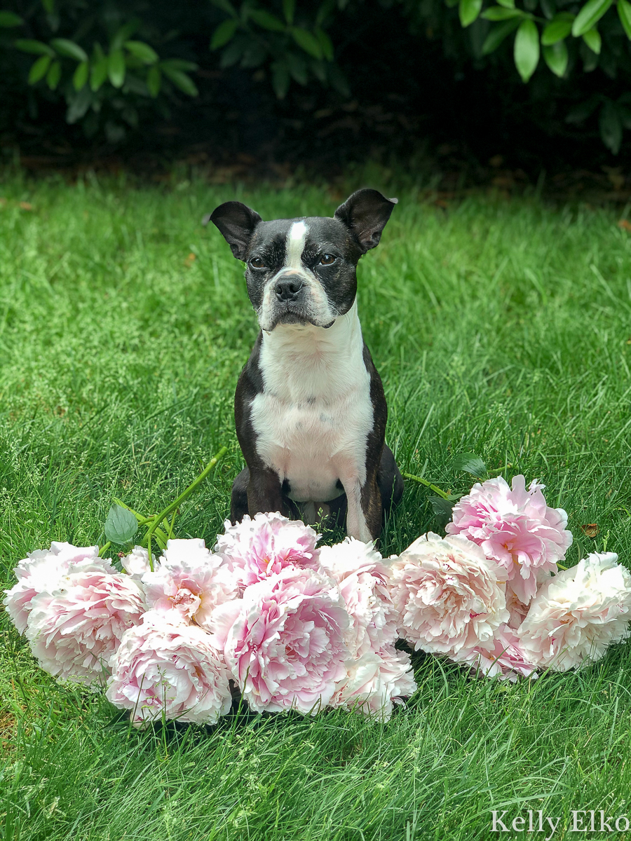 Adorable Boston Terrier in a sea of peonies kellyelko.com #bostonterrier #peonies #peony #pinkflowers #cutedog #perennials #gardens #gardeners #pinkpeonies