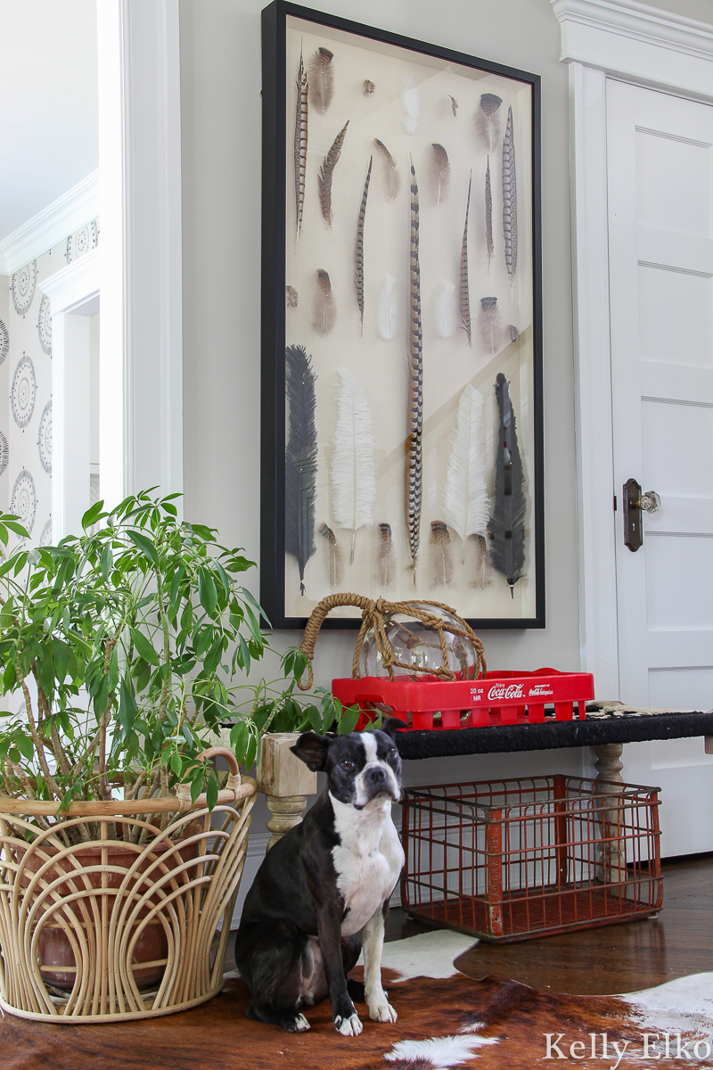 Love this entrance with woven bench, vintage crates, feather shadowbox art and big plant kellyelko.com #foyer #foyerdecor #entry #entrydecor #farmhousedecor #eclecticdecor #bohodecor #vintagedecor #shadowbox #art #plants #houseplants #coke #bostonterrier