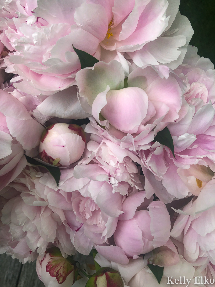 I love the color variations of peonies kellyelko.com #peony #peonies #pinkpeonies #pinkflowers #pink #bloom #gardens #gardener #perennial #peonybouquet 