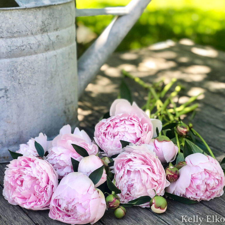 5 Rules for Growing Perfect Peonies – and Peony Overload!