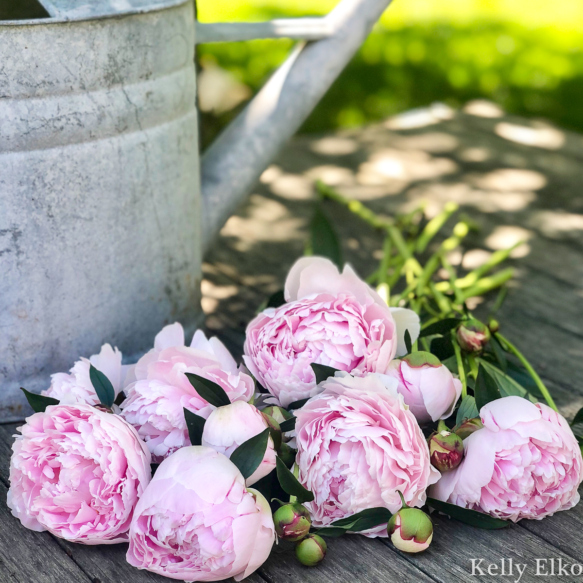 How to Grow Perfect Peonies kellyelko.com #peony #peonies #peonyflowers #perennials #gardens #gardeningtips #gardener #peonybouquet #flowerbouquet