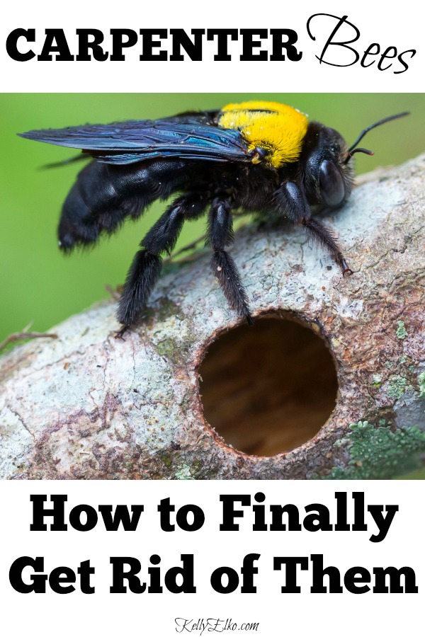 How to Get Rid of Carpenter Bees for Good! kellyelko.com #bees #pestcontrol #carpenterbees #housemaintenance #bees #garden #nature 