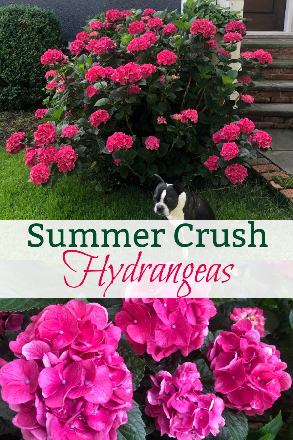 Summer Crush Hydrangea Planting and Care Tips - these hydrangeas are spectacular! kellyelko.com #hydrangea #hydrangeas #summercrush #summercrushhydrangeas #endlesssummer #endlesssummerhydrangea #perennial #landscaping #gardening #gardener 