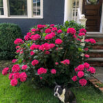 Summer Crush Hydrangea kellyelko.com #hydrangeas #hydrangea #summercrush #endlessummer #endlesssummerhydrangeas #summercrushhydrangeas #gardening #gardeningtips #landscaping #gardener