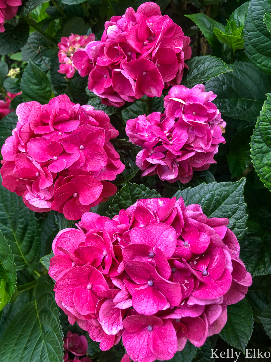 Summer Crush Hydrangea Planting and Care Tips - these hydrangeas are spectacular! kellyelko.com #hydrangea #hydrangeas #summercrush #summercrushhydrangeas #endlesssummer #endlesssummerhydrangea #perennial #landscaping #gardening #gardener 