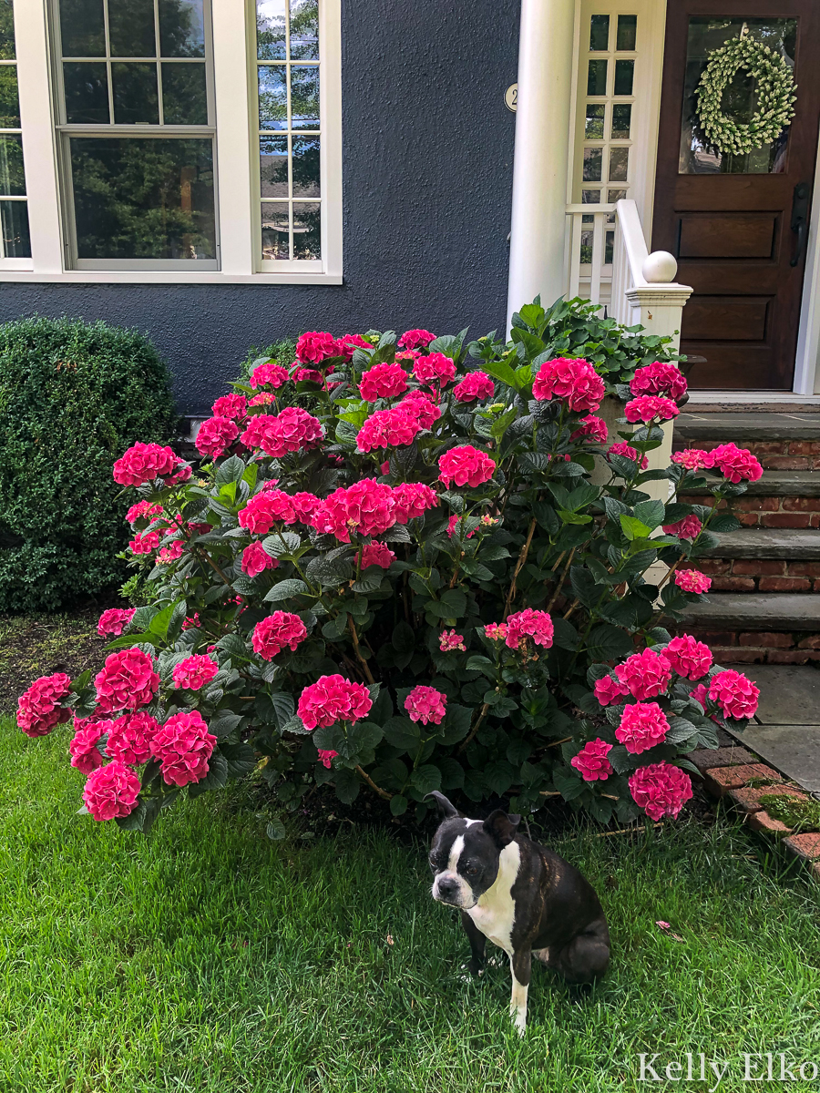 Summer Crush Hydrangea Planting and Care Tips - these raspberry red hydrangeas are spectacular! kellyelko.com #hydrangea #hydrangeas #summercrush #summercrushhydrangeas #endlesssummer #endlesssummerhydrangea #perennial #landscaping #gardening #gardener 