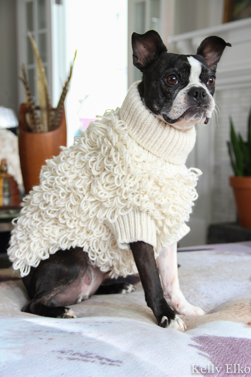 How adorable is this little knit sweater that makes this Boston Terrier look like a lamb kellyelko.com #bostonterrier #frenchie #frenchbulldog #dogsweater #cutedog #dogclothes