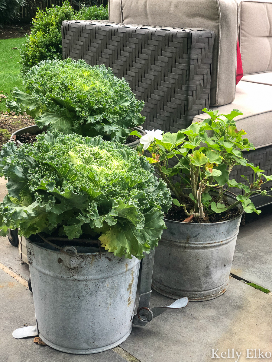 Kale is a beautiful fall plant and I love the vintage mop bucket planters kellyelko.com #planters #fallflowers #fallplants #kale #vintagedecor #vintageplanters #galvanizedbuckets #buckets #upcycle #gardens #fallflowers #gardening #gardeners 