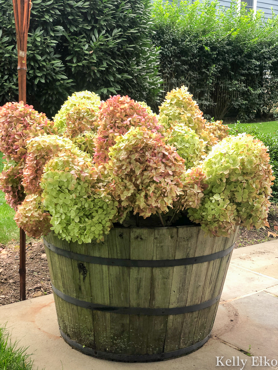 I love this huge planter filled with dried hydrangeas kellyelko.com #hydrangeas #gardening #gardens #planters #limelight #limelighthydrangeas #gardeners #patio #farmhousedecor 