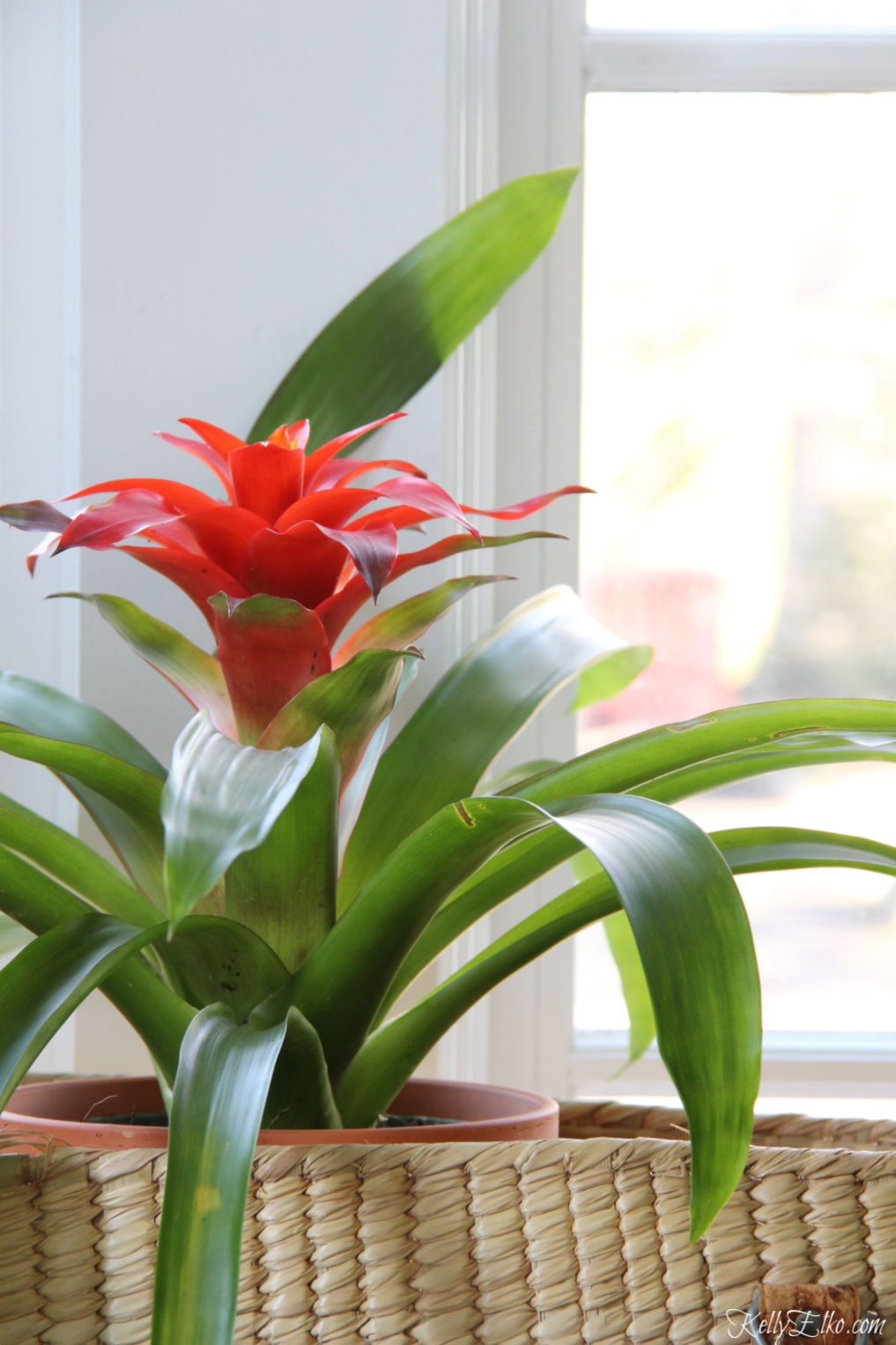 Bromeliads are such a beautiful plant kellyelko.com #bromeliad #plants #houseplants #planter #jungalow