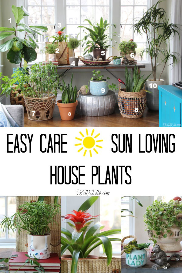 Favorite sun loving houseplants and tips for growing and caring for plants kellyelko.com #plants #houseplants #sunroomdecor #plantlady #gardening #gardeners #gardens #fiddleleaffig #succulents #palmtrees #snakeplant 