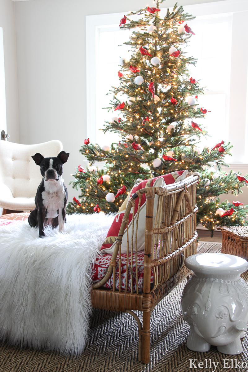 WOW love this realistic looking sparse Christmas tree filled with red carinal ornaments and the Boston Terrier is cute too! kellyelko.com #sparsechristmastree #realisticchristmastree #farmhousechristmas #vintagechristmas #christmastree #christmasornaments #rattanfurniture #daybed #bostonterrier #cozychristmas #farmhousechristmas 