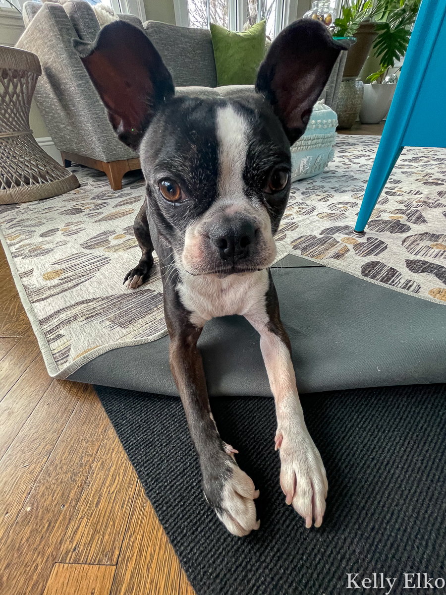 This adorable Boston Terrier shows off the two piece Ruggable rug pad and cover kellyelko.com 
