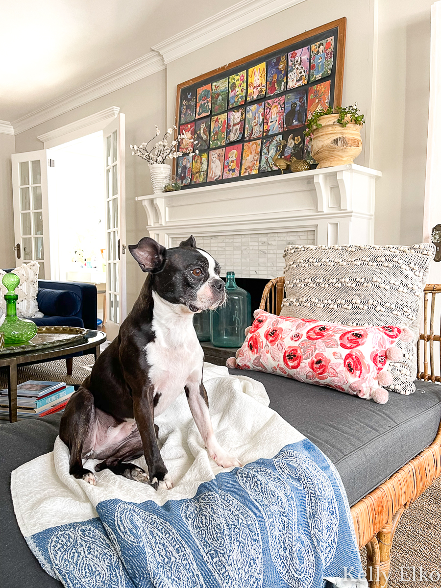 How cute is this Boston Terrier in this eclectic living room kellyelko.com