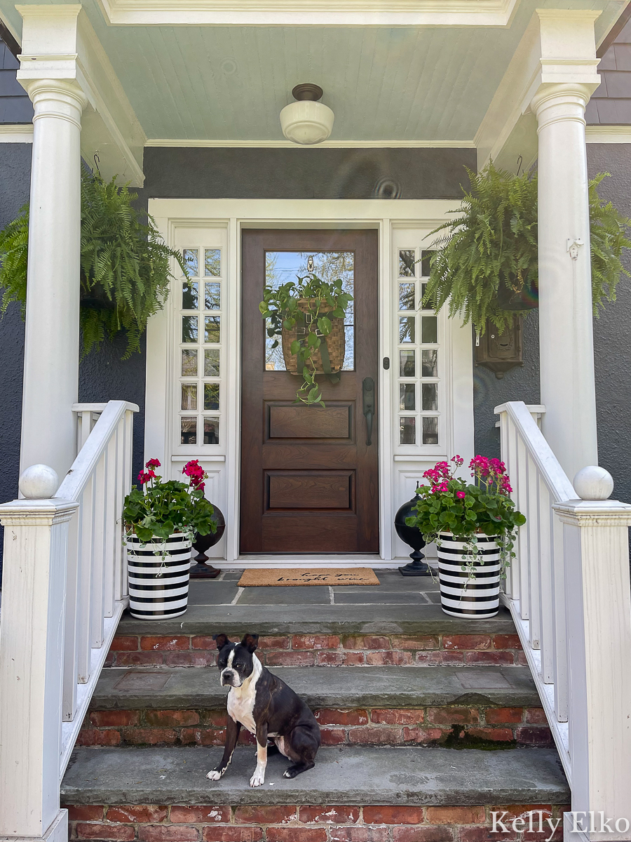 Love this front porch with trash can planter, huge hanging ferns and basket wreath kellyelko.com #porch #ferns #planters #summerporch #geraniums