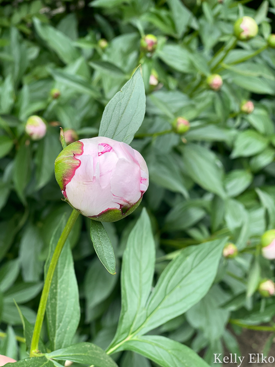 Peony growing tips - this marshmallow stage of the peony bud is the best time to cut peonies kellyelko.com 