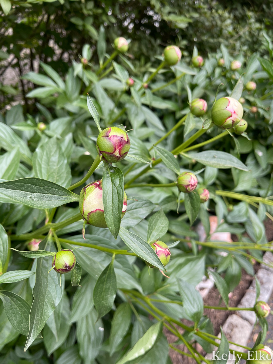 Peony growing tips - this is a healthy peony plant with tons of buds kellyelko.com