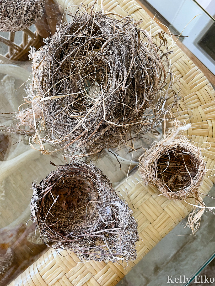 Collection of birds nests kellyelko.com