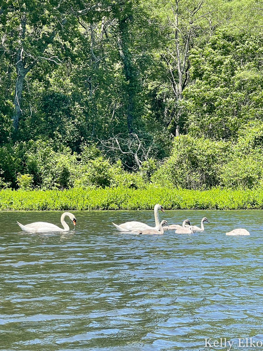 A family of swans kellyelko.com