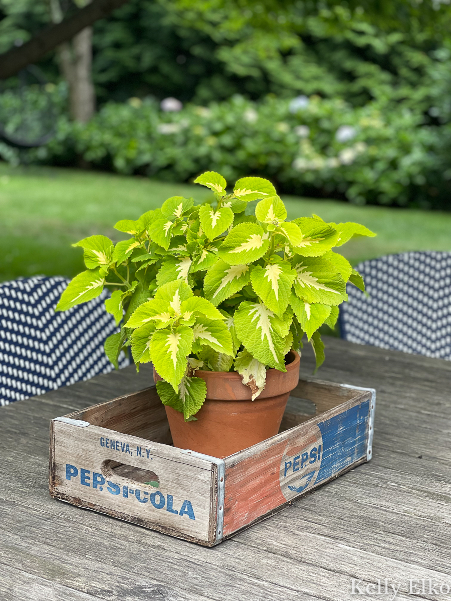 Coleus in a vintage wood Pepsi crate makes a simple outdoor centerpiece kellyelko.com