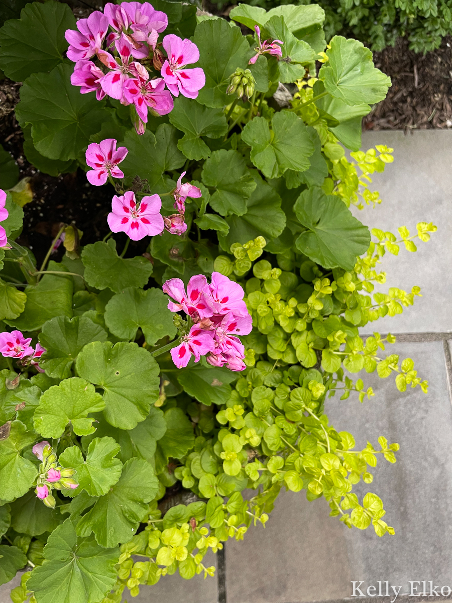 Geraniums and creeping Jenny spilling over the sides of this planter kellyelko.com