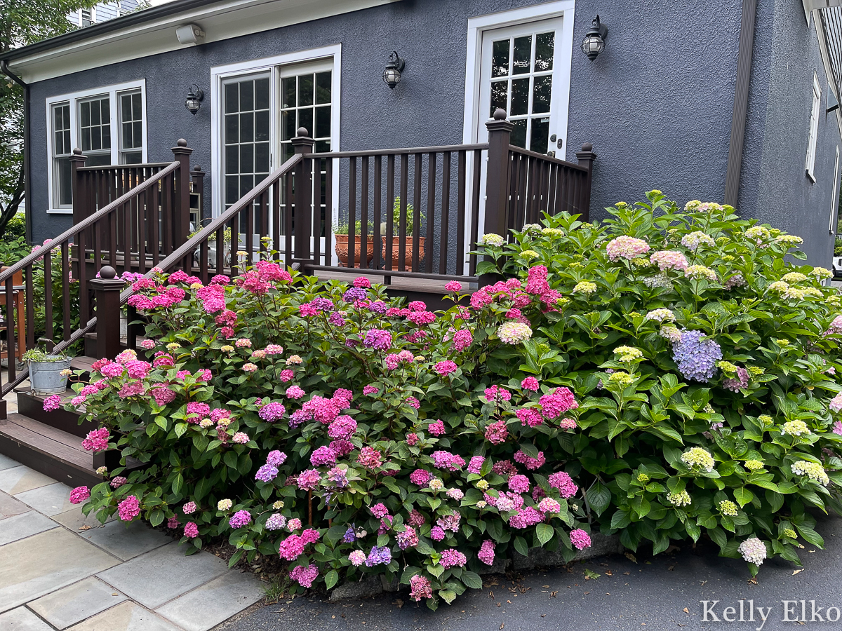 Gorgeous hydrangeas surround this backyard deck kellyelko.com