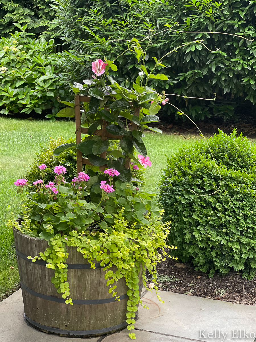 Love the pairing of mandevilla, geraniums and creeping jenny in this whiskey barrel planter kellyelko.com