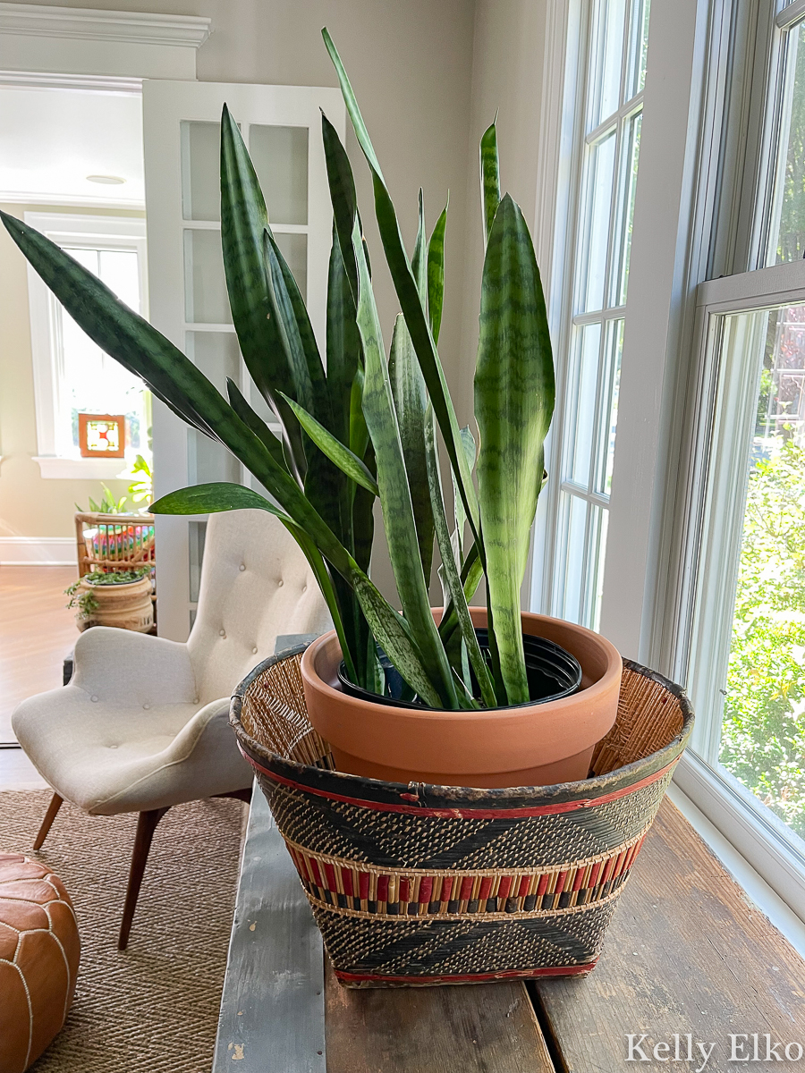 Gorgeous easy care snake plant in a colorful basket kellyelko.com