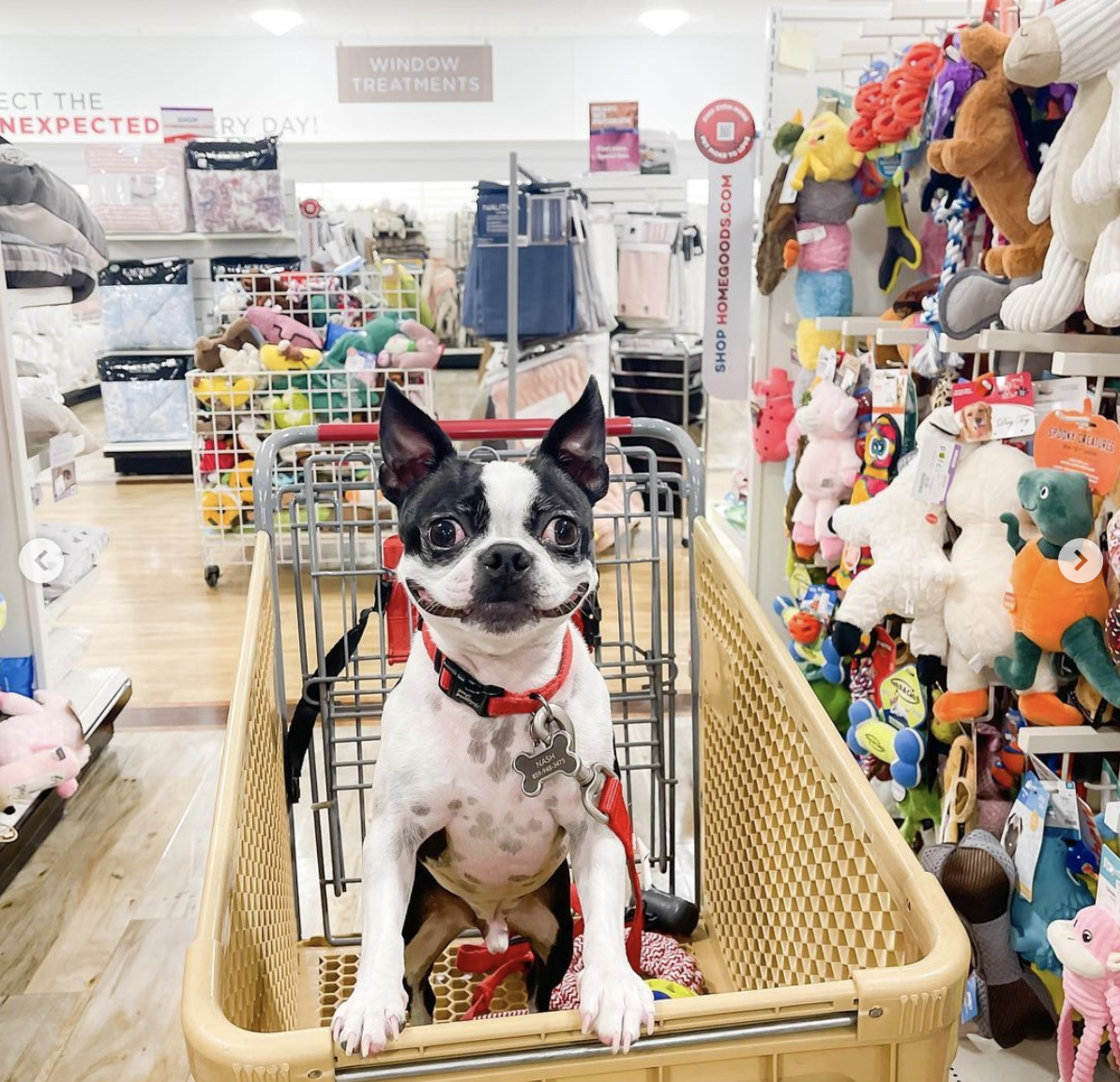 Grinning Boston Terrier! 