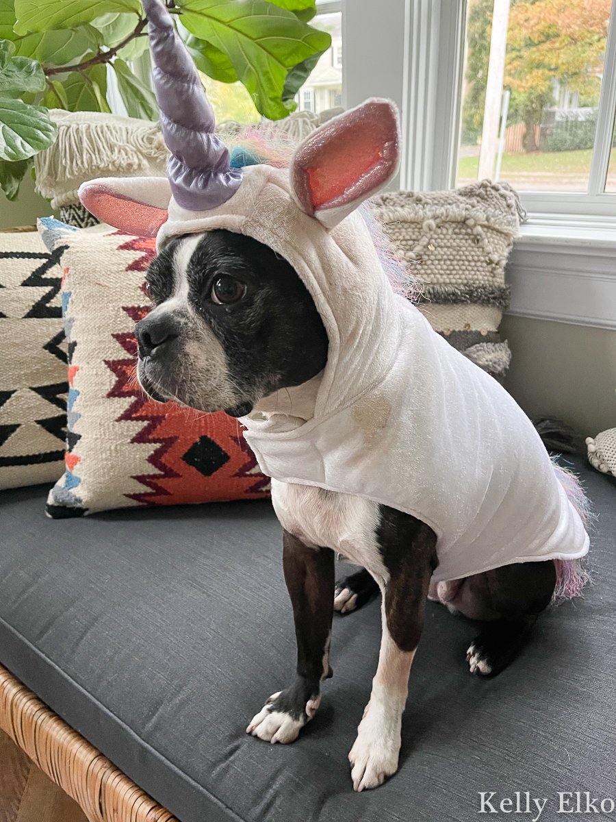 Extra! Extra! 5 - how fun is this unicorn custom for this adorable Boston Terrier kellyelko.com