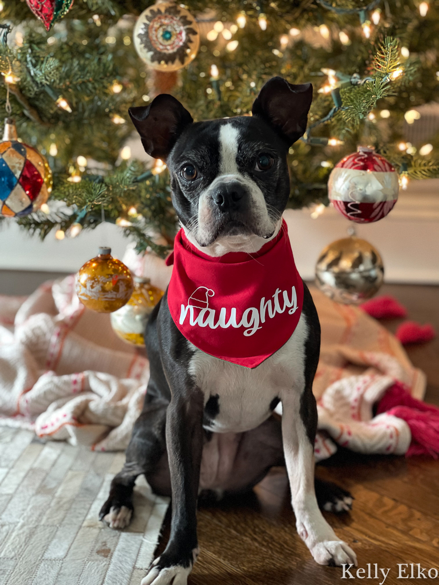Adorable Boston Terrier in her Christmas clothes - so naughty! kellyelko.com