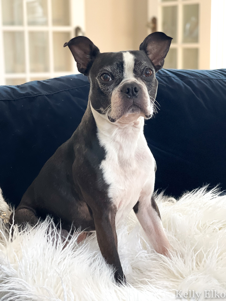 Adorable Boston Terrier on a furry throw blanket kellyelko.com