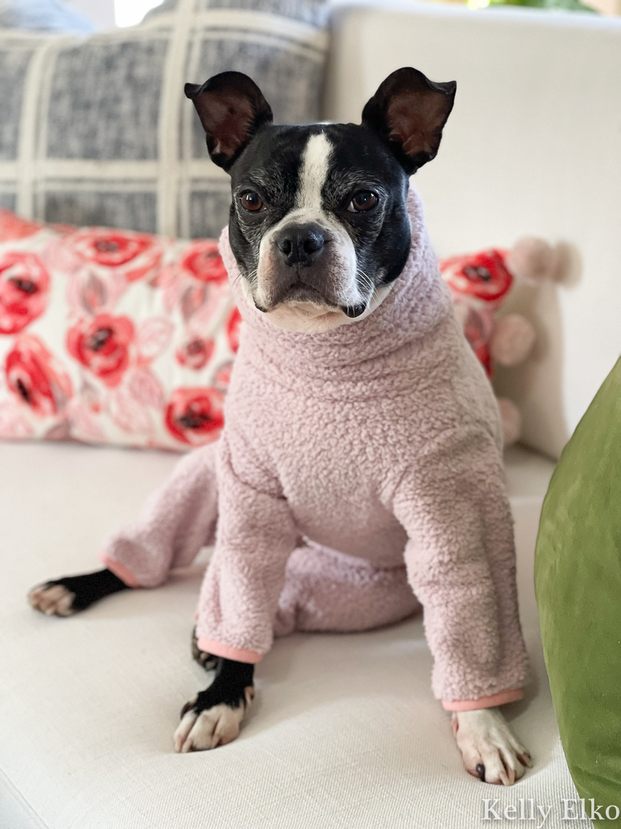 Adorable dog onesie on a cute Boston Terrier kellyelko.com