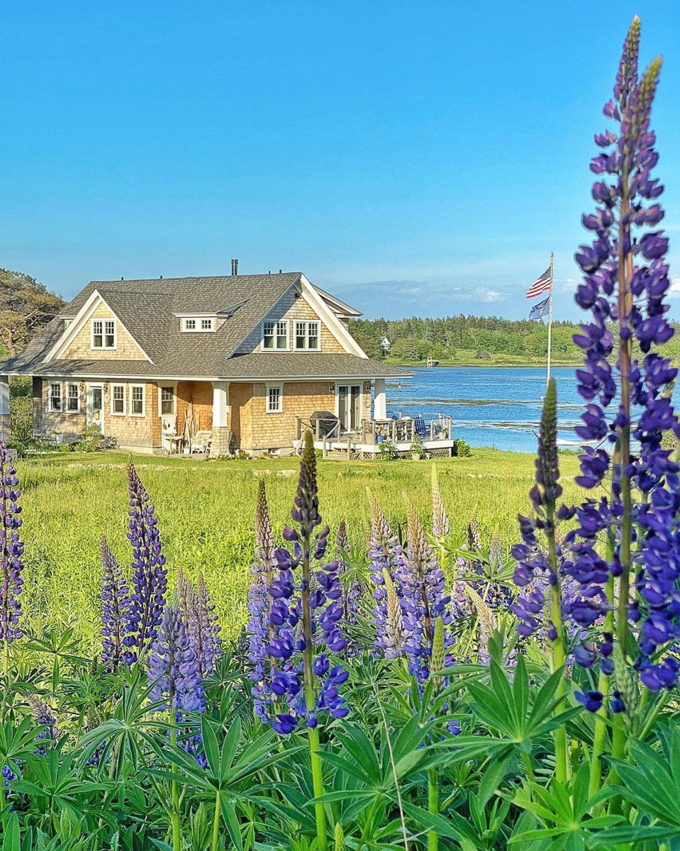 Stunning coastal Maine home on the water surrounded by lupines kellyelko.com